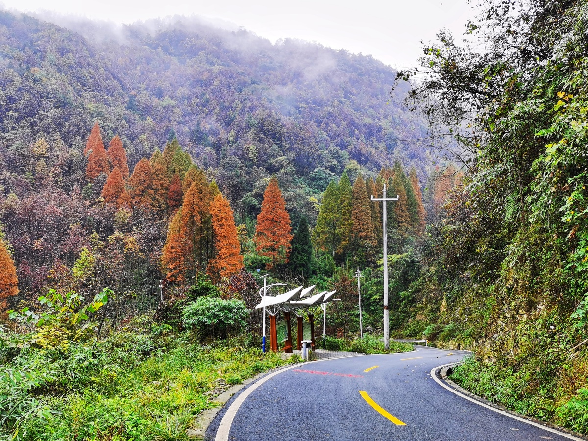 都江堰玉堂镇赵公山森林康养绿道秋末冬初色彩缤纷