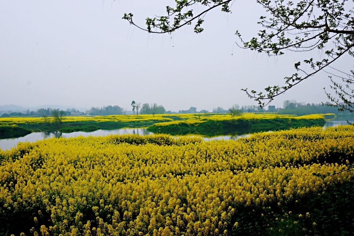 四川邛崃牟礼镇两河村油菜花开