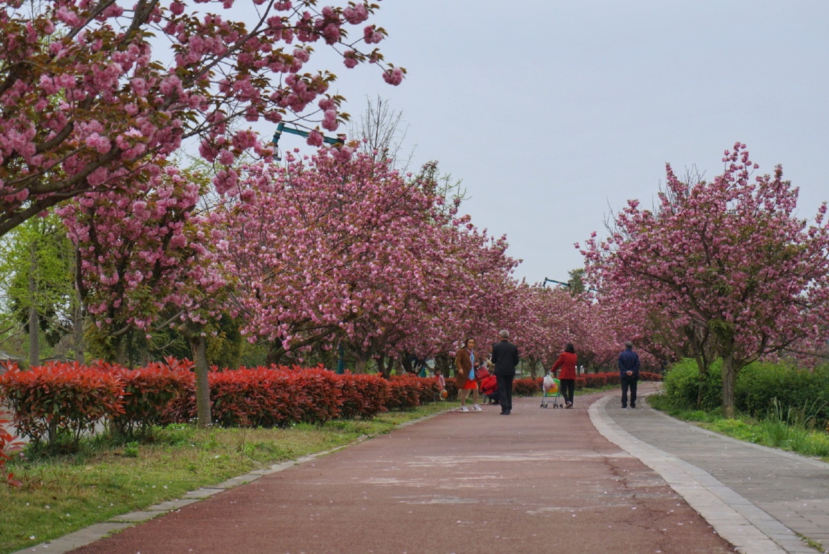 成都青白江凤凰湖樱花