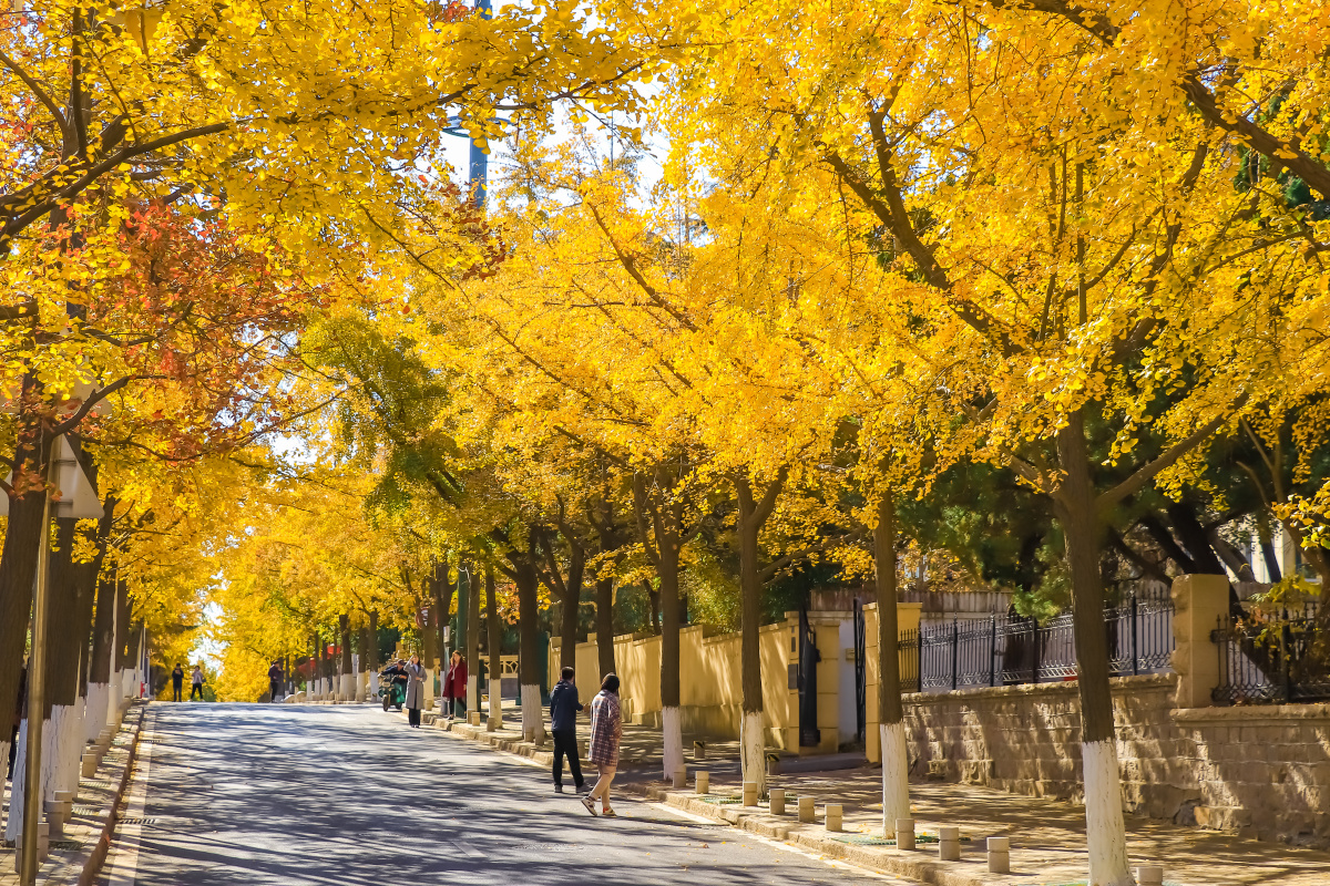 青岛八大关秋色