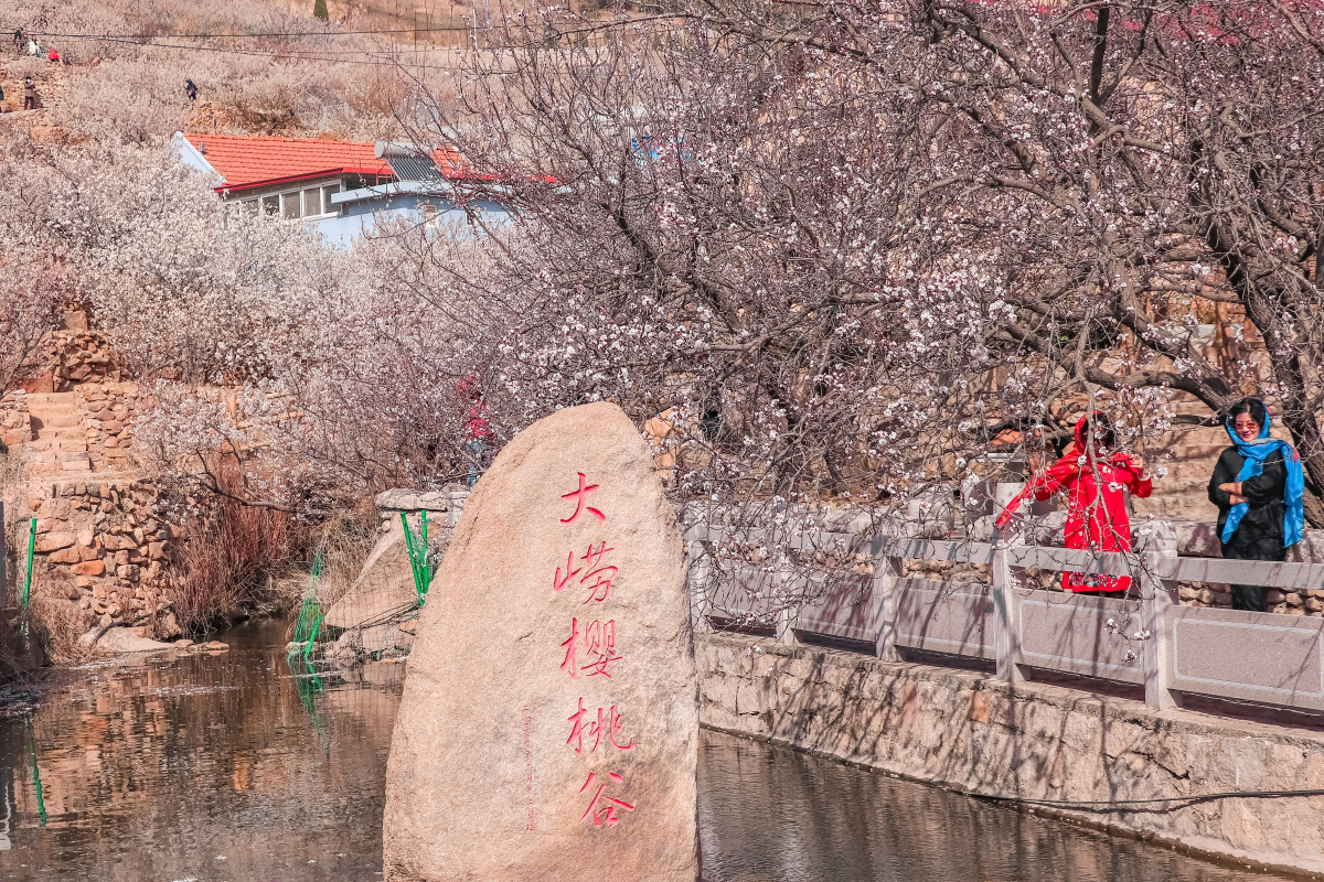 崂山大崂樱桃谷