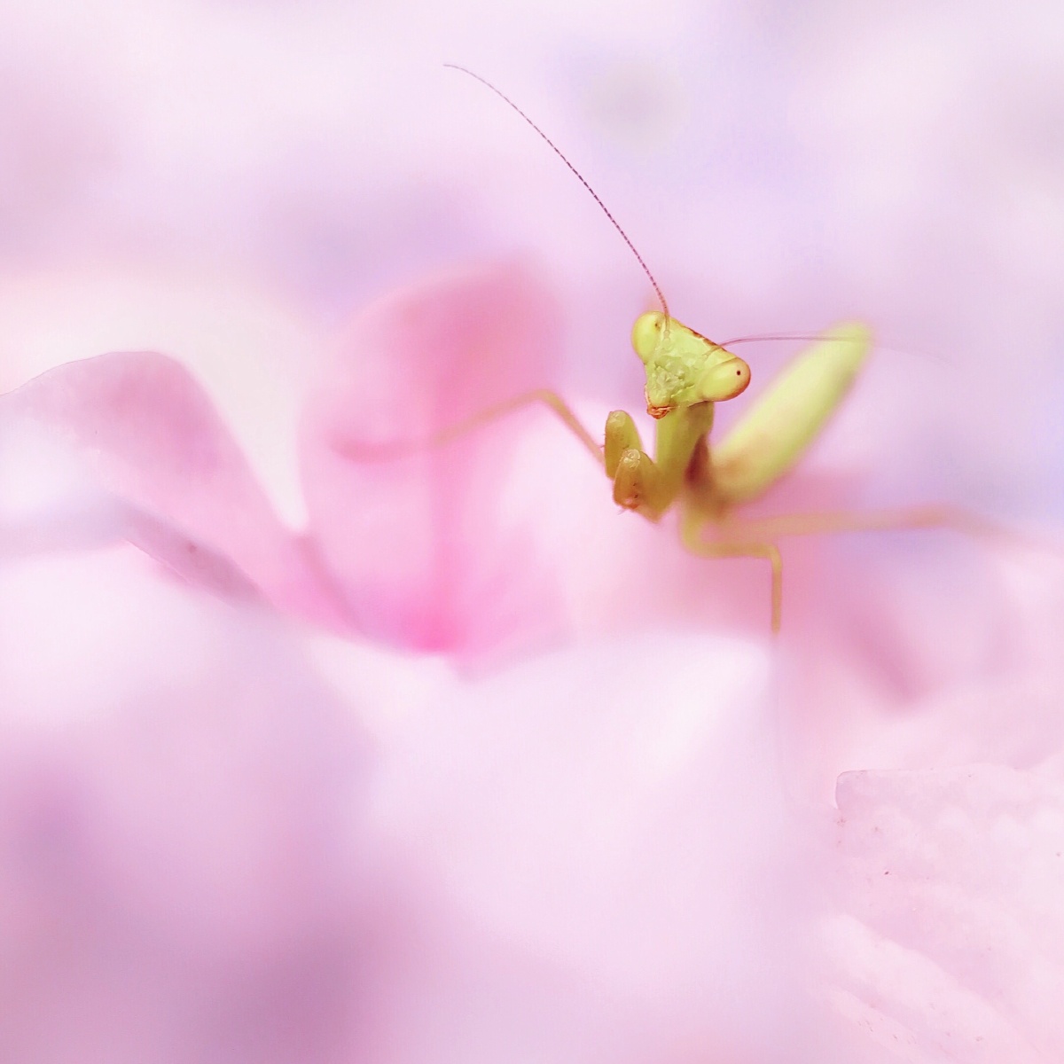 粉色花上的可爱螳螂yuer鱼儿关注