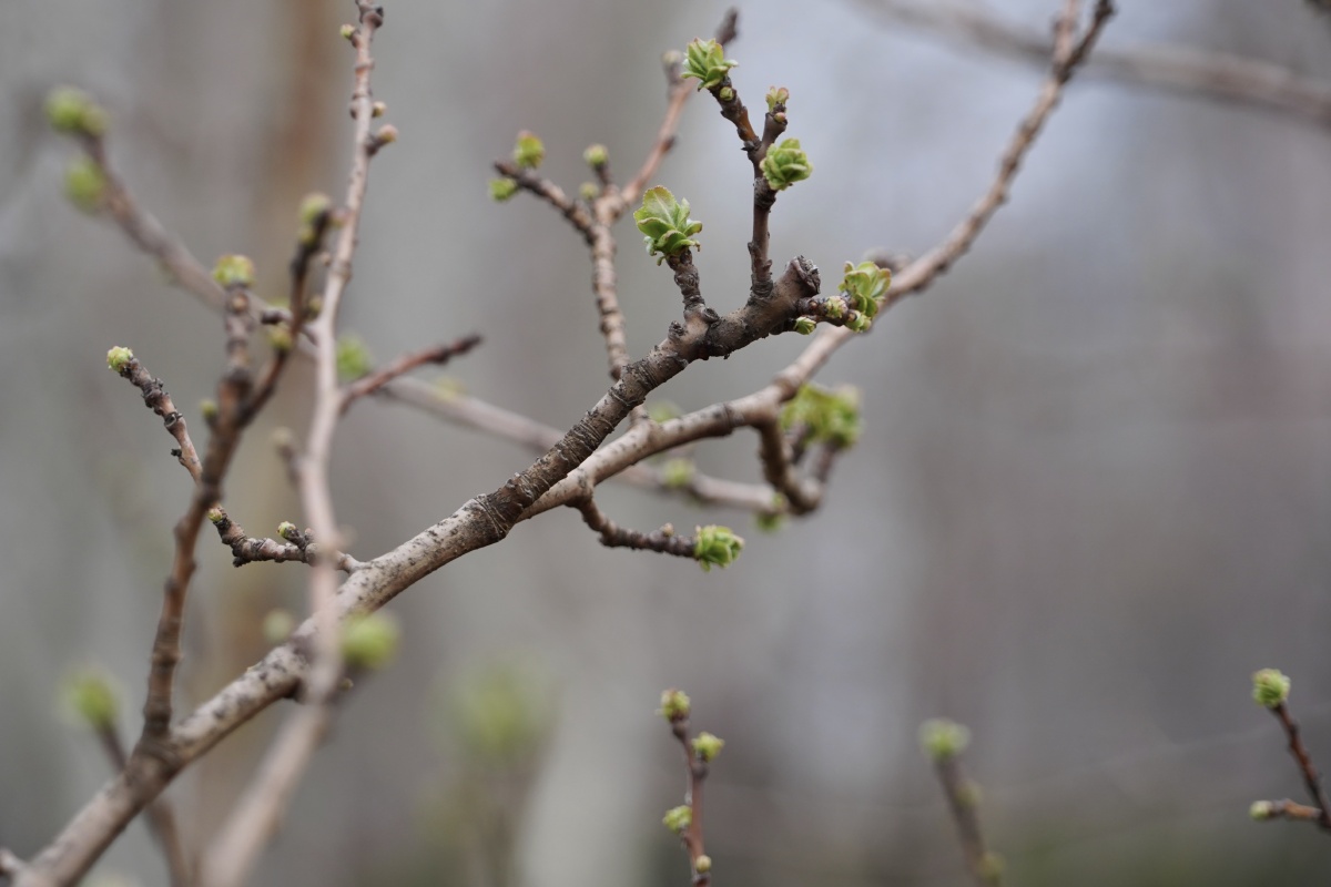 春节暖阳下新吐的嫩绿色树牙儿