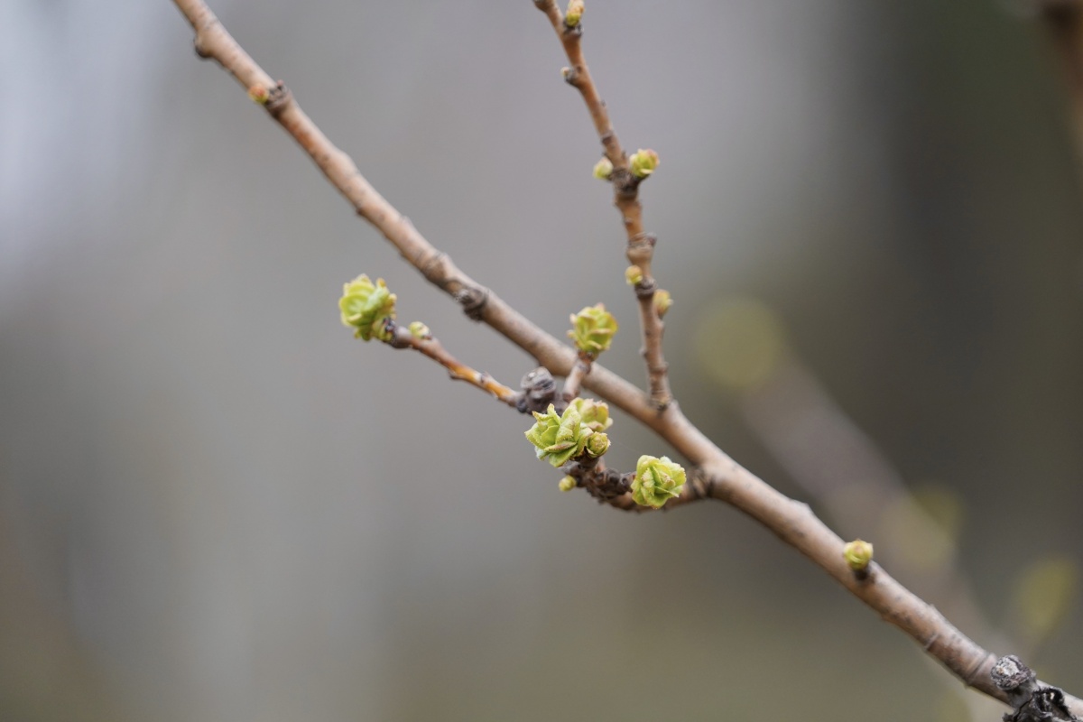 春节暖阳下新吐的嫩绿色树牙儿