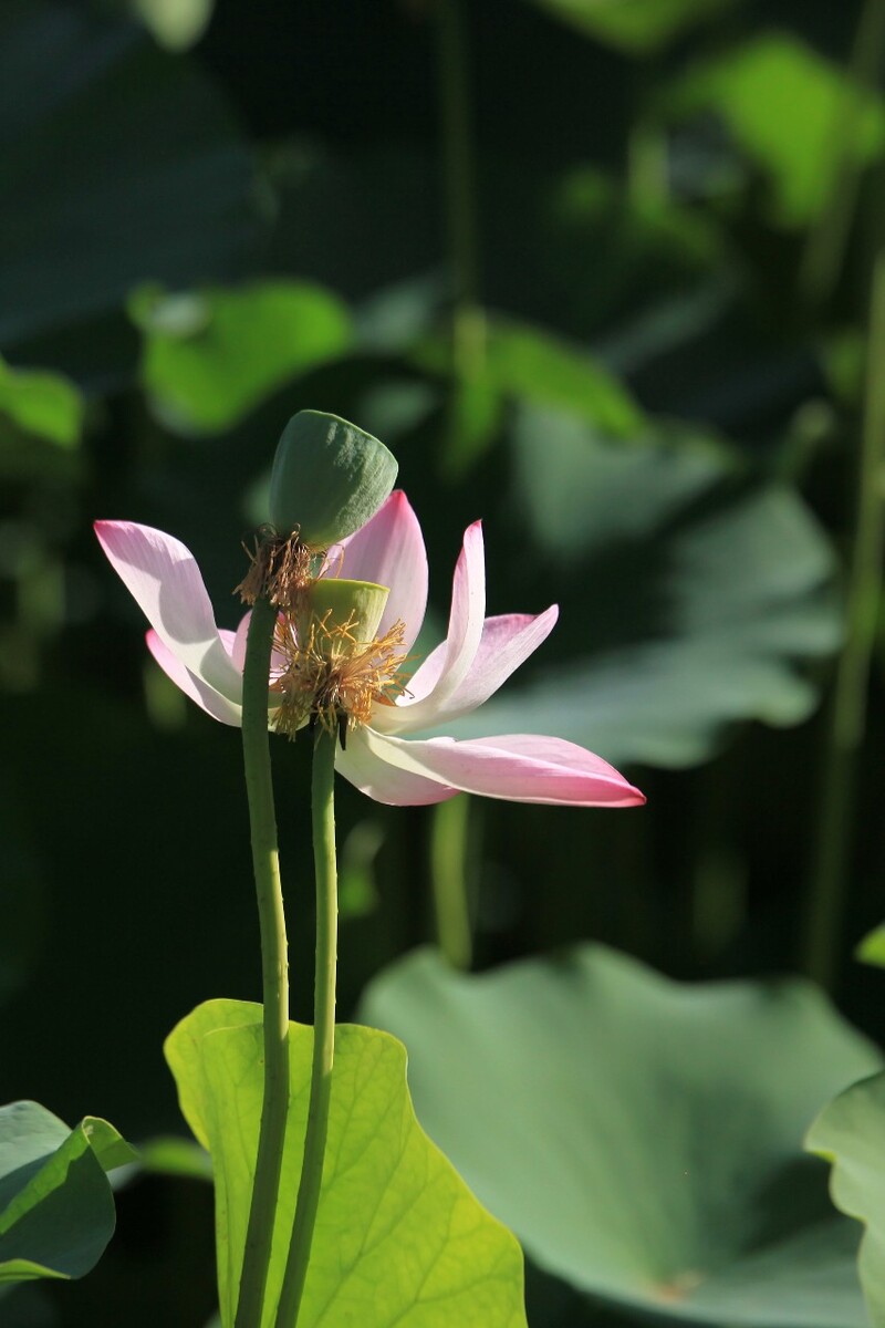 央行继续“注入流动性”
