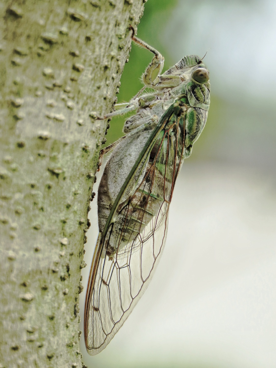 垂緌饮清露流响出疏桐