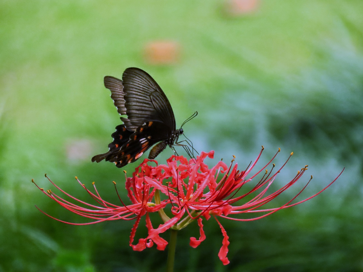 彼岸花上的玉带风蝶