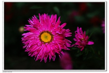 雨后的花