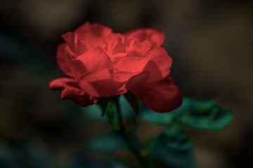 _DSC99921