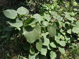 R1234200