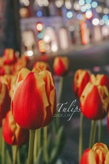 046C70DA-C66A-4842-BE73-CB5DE384EC56/L0/001
