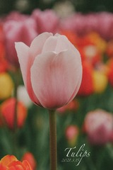 29F4E57D-9EFB-4A08-BD1C-CF539481D536/L0/001