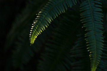 蕨之光