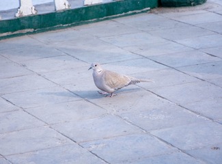 33852