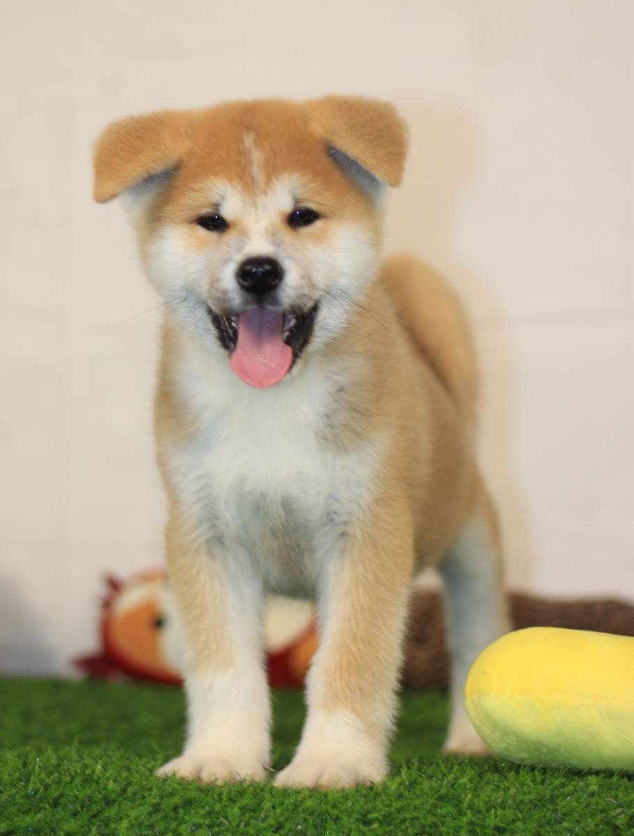 秋田宝宝? - 奉禾秋田犬