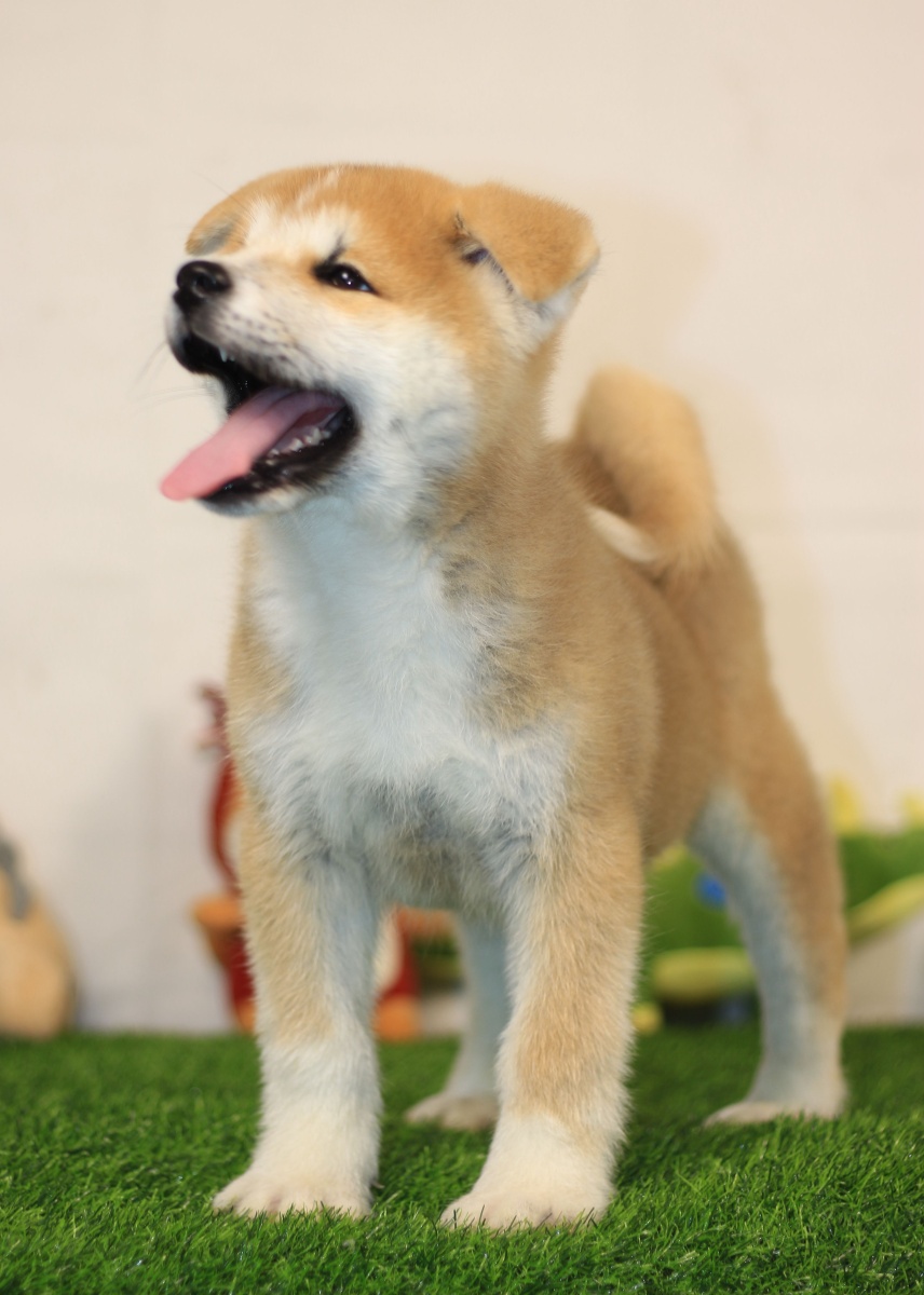 秋田宝宝? - 奉禾秋田犬