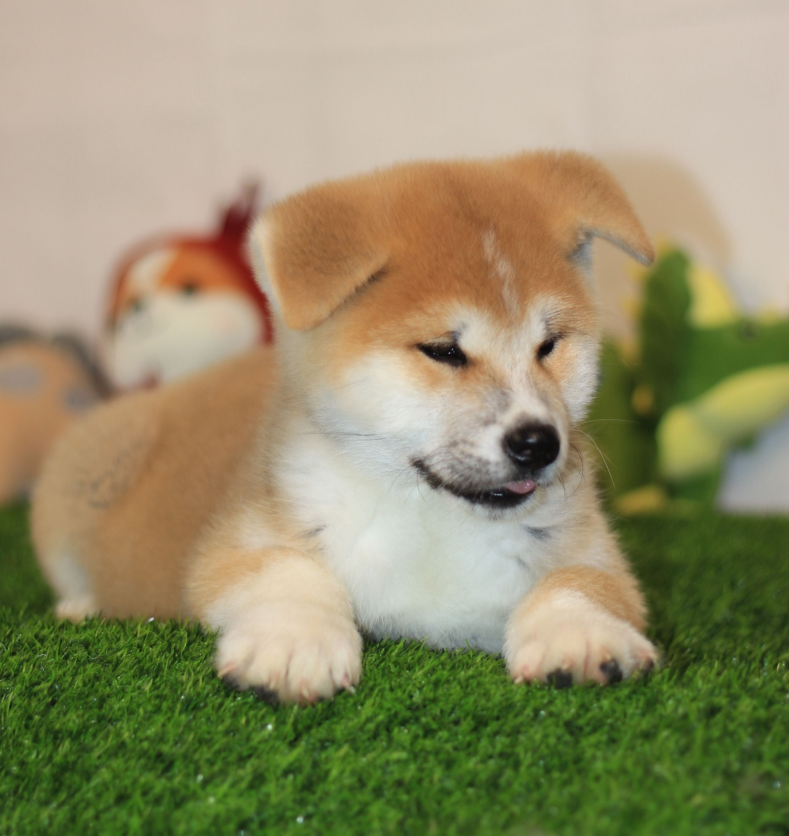 秋田宝宝? - 奉禾秋田犬