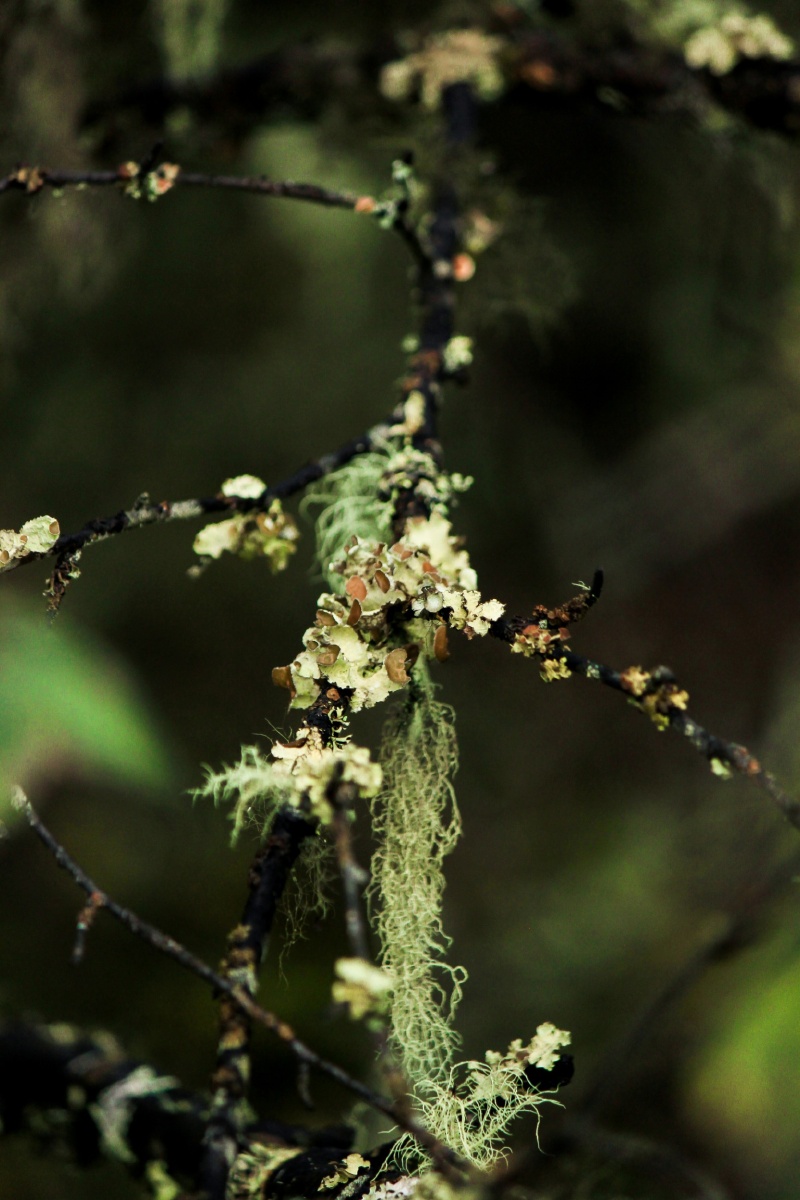 松萝-注定会爱上你 - 九月photo - 图虫