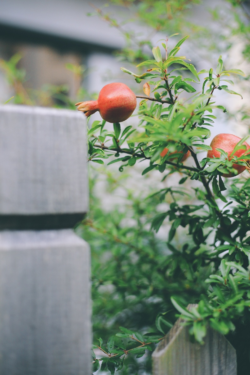 院子里的石榴树