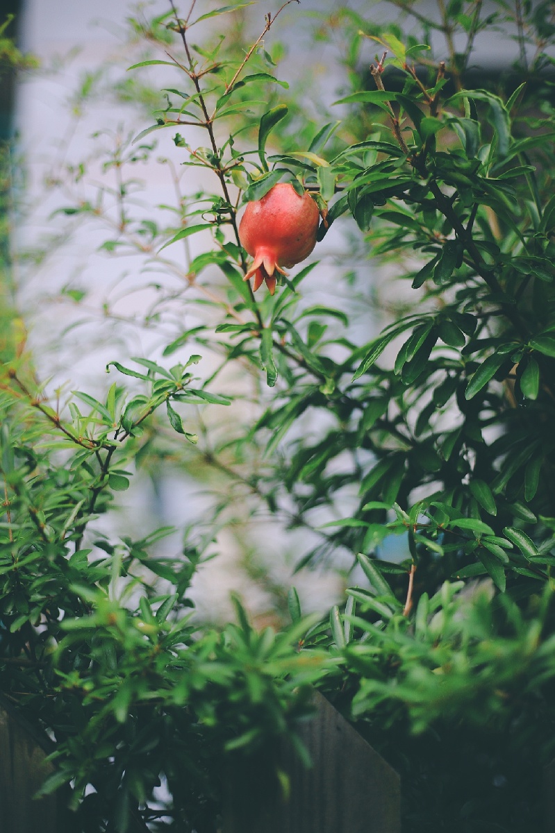 院子里的石榴树