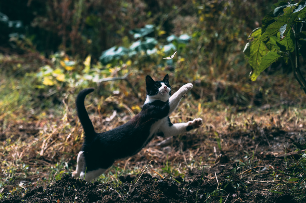 小猫扑蝶蝶飞去看似无果果仍在