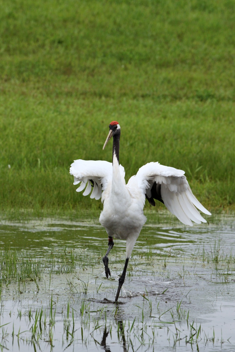 鹤之舞拍摄于齐齐哈尔市扎龙自然保护区