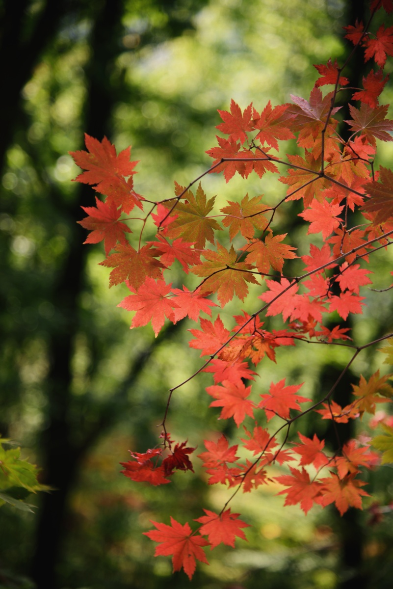 金秋枫叶美拍摄于辽宁本溪