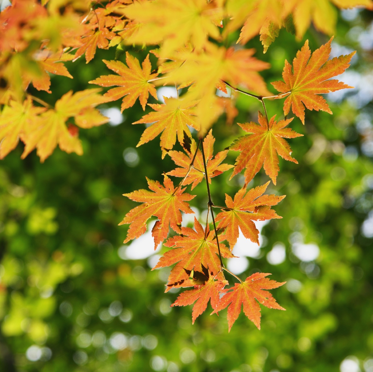 金秋枫叶美拍摄于辽宁本溪