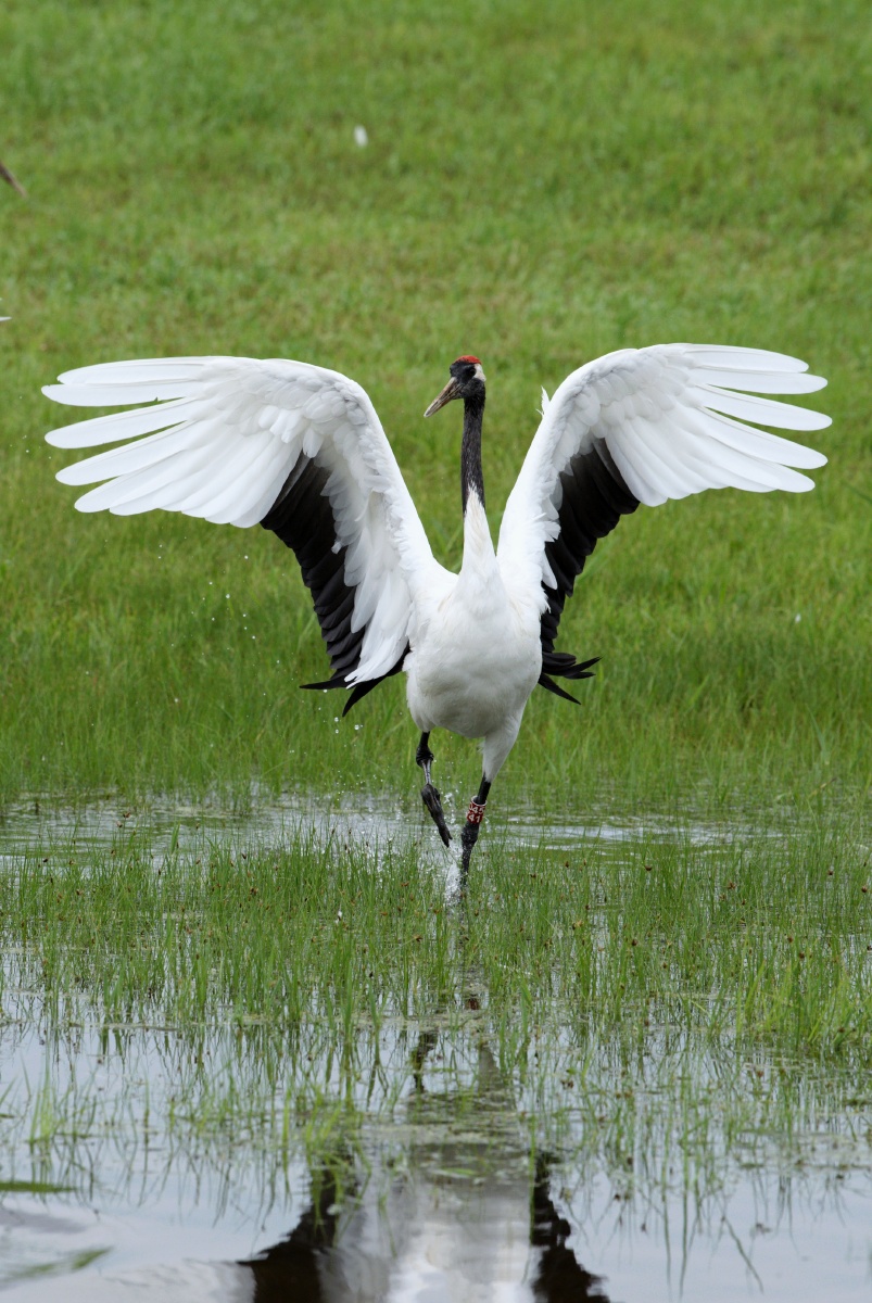 鹤之舞拍摄于齐齐哈尔市扎龙自然保护区
