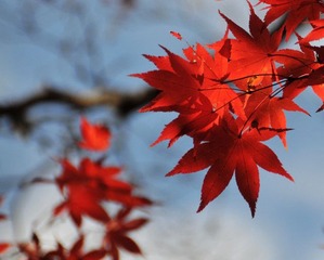 枫叶正红