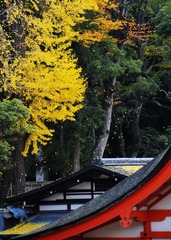 飘离