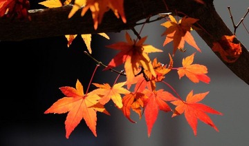 怀念那时枫叶红