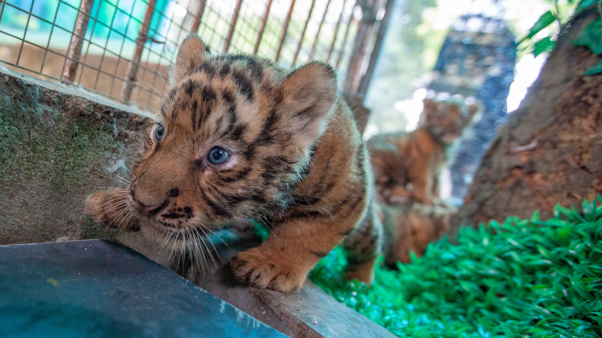 赤坎动物园新生四华南虎