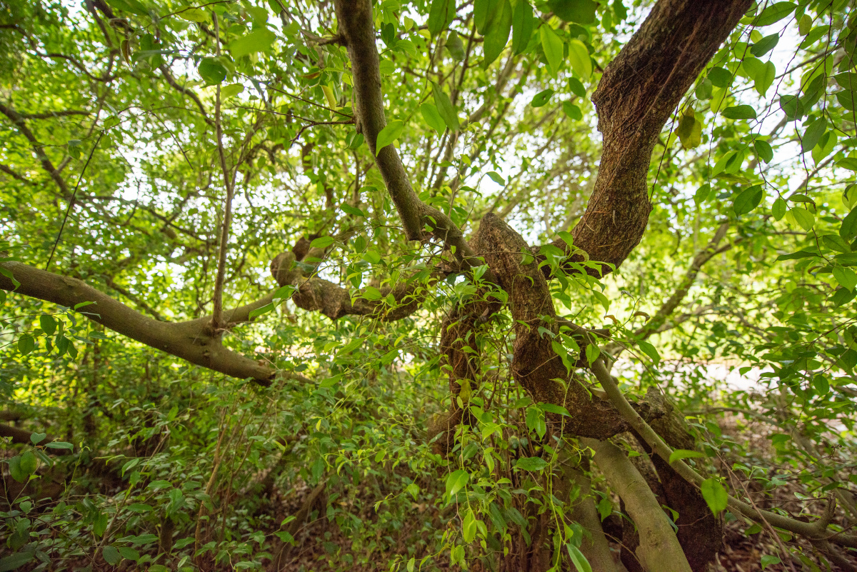 千年血藤的枯萎