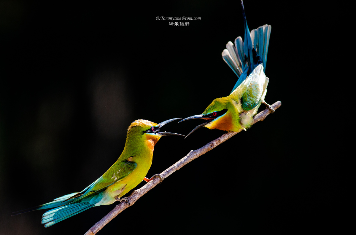 嘴对嘴 - tommytme汤米摄影 - 图虫