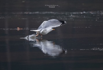 D73C361E-F0FB-4DA9-98B2-188B18639B7D/L0/001