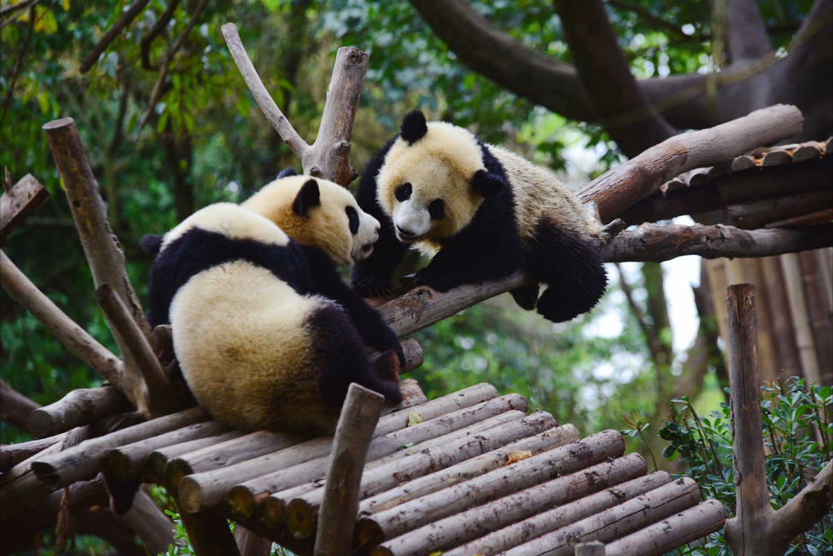 公园里的熊猫宝宝