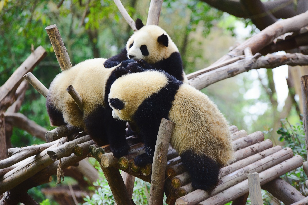 公园里的熊猫宝宝