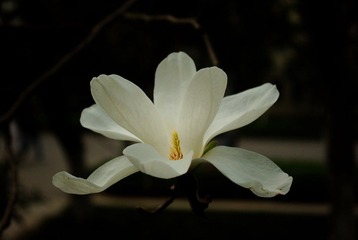 一朵也美丽
