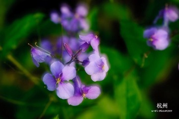 20090326-DSC_0105
