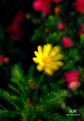 20090326-DSC_0103