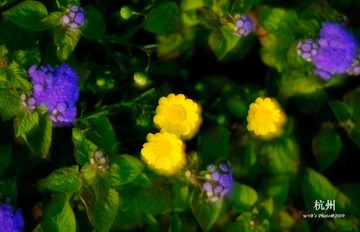 20090326-DSC_0098