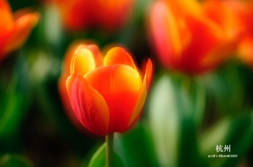 20090326-DSC_0097