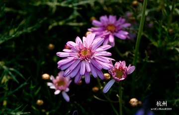 20090326-DSC_0091
