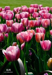 20090326-DSC_0075