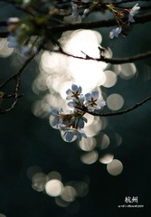 20090326-DSC_0066
