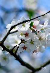 20090326-DSC_0060