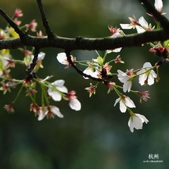 20090326-DSC_0055