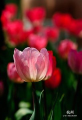 20090326-DSC_0051