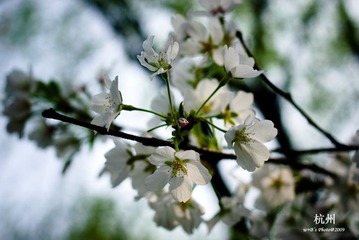 20090326-DSC_0040